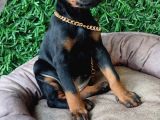 King Doberman Yavrularımız Sizlerle