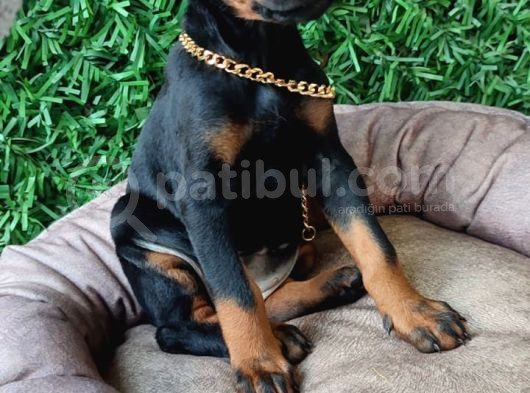 King Doberman Yavrularımız Sizlerle görsel