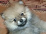 Pomeryan  Bebisler  Sıfır  Boy  Ilk  Asilari  Yapildi Uygun