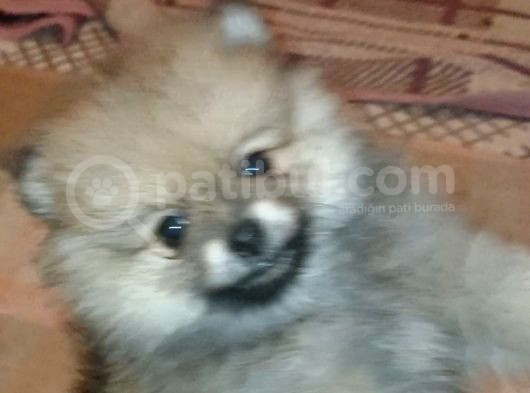 Pomeryan  Bebisler  Sıfır  Boy  Ilk  Asilari  Yapildi Uygun görsel