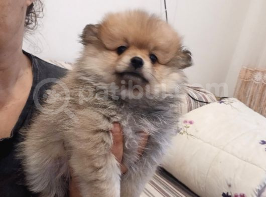 Pomeryan  Bebisler  Sıfır  Boy  Ilk  Asilari  Yapildi Uygun