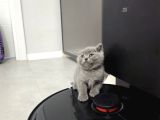 Aile Sıcaklığnda Büyüyen  Scottish Fold British Yvrlr