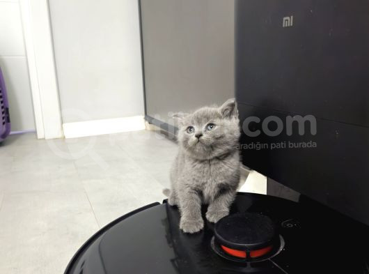 Aile Sıcaklığnda Büyüyen  Scottish Fold British Yvrlr görsel