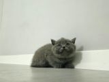 Aile Sıcaklığnda Büyüyen  Scottish Fold British Yvrlr