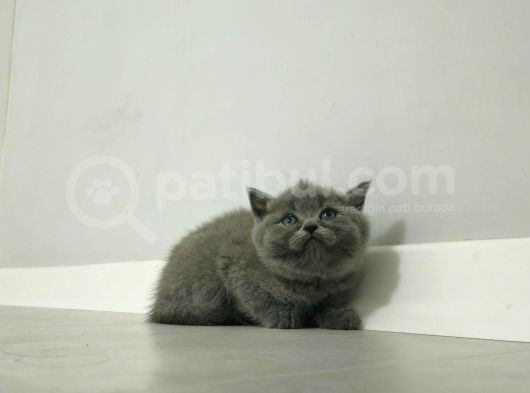 Aile Sıcaklığnda Büyüyen  Scottish Fold British Yvrlr görsel