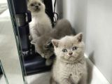 Aile Sıcaklığnda Büyüyen  Scottish Fold British Yvrlr