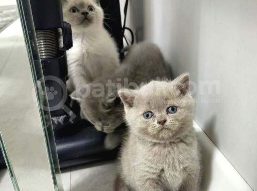 Aile Sıcaklığnda Büyüyen  Scottish Fold British Yvrlr görsel