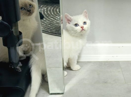 Aile Sıcaklığnda Büyüyen  Scottish Fold British Yvrlr görsel