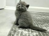 Aile sıcaklığnda büyüyen  scottish fold british yvrlr