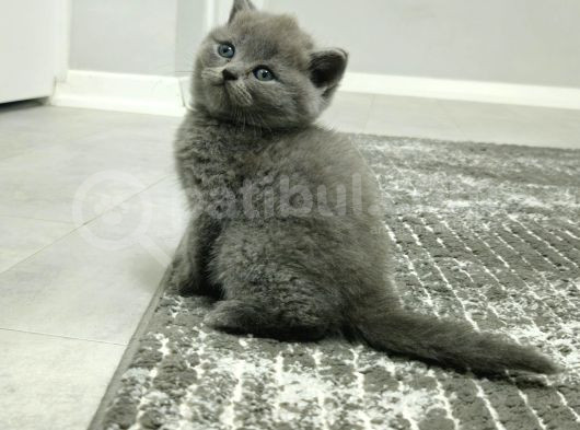 Aile Sıcaklığnda Büyüyen  Scottish Fold British Yvrlr