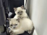 Aile Sıcaklığnda Büyüyen  Scottish Fold British Yvrlr