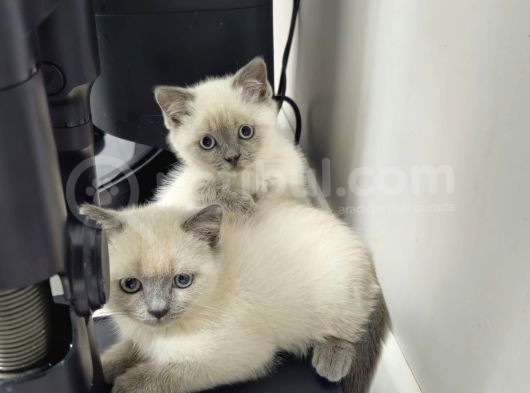 Aile Sıcaklığnda Büyüyen  Scottish Fold British Yvrlr görsel