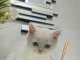 Aile Sıcaklığnda Büyüyen  Scottish Fold British Yvrlr