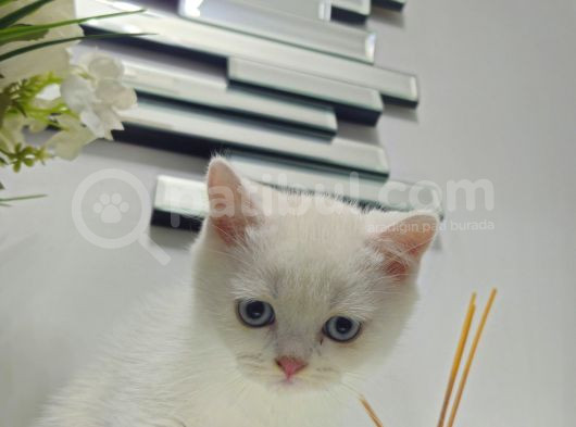 Aile Sıcaklığnda Büyüyen  Scottish Fold British Yvrlr görsel