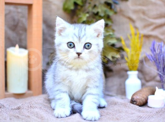 Muhteşem Tonda Silver British Shorthair