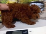 Çok Tatlı Teacup Korekan Poodle