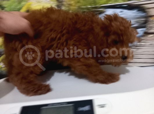 Çok Tatlı Teacup Korekan Poodle görsel