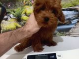 Çok Tatlı teacup Korekan poodle