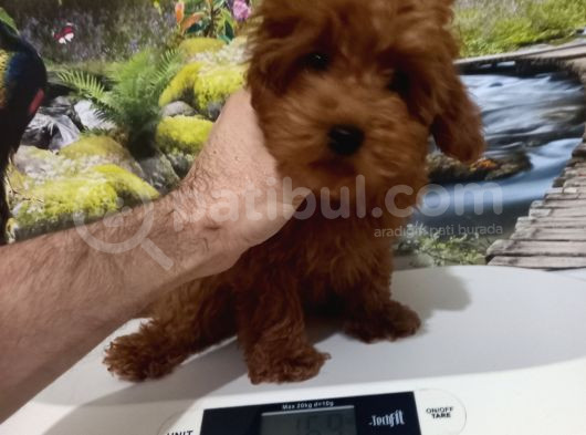 Çok Tatlı Teacup Korekan Poodle