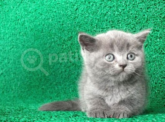 Gri Tüy Yumağı British Shorthair görsel