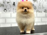 Teddy Beat Pomerani̇an Bebekler