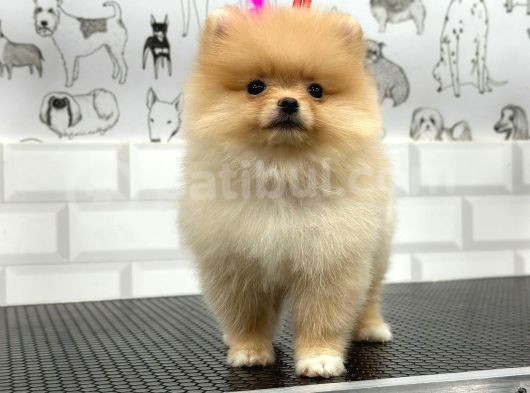 Teddy Beat Pomerani̇an Bebekler görsel