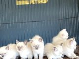 Renk Renk British Shorthair Yavrular Mağazamizda Görün