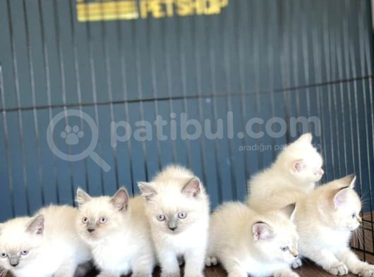 Renk Renk British Shorthair Yavrular Mağazamizda Görün görsel