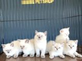 Renk Renk British Shorthair Yavrular Mağazamizda Görün