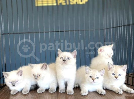 Renk Renk British Shorthair Yavrular Mağazamizda Görün görsel