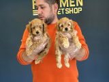 Mi̇ni̇ Mi̇ni̇ Orji̇nal Malti̇poo Yavrularimiz Mağazamizda