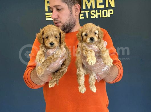 Mi̇ni̇ Mi̇ni̇ Orji̇nal Malti̇poo Yavrularimiz Mağazamizda görsel