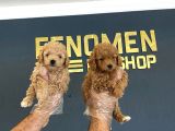Mi̇ni̇ Mi̇ni̇ Orji̇nal Malti̇poo Yavrularimiz Mağazamizda