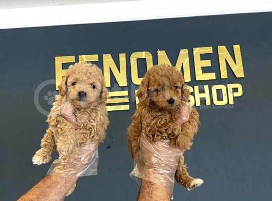 Mi̇ni̇ Mi̇ni̇ Orji̇nal Malti̇poo Yavrularimiz Mağazamizda görsel