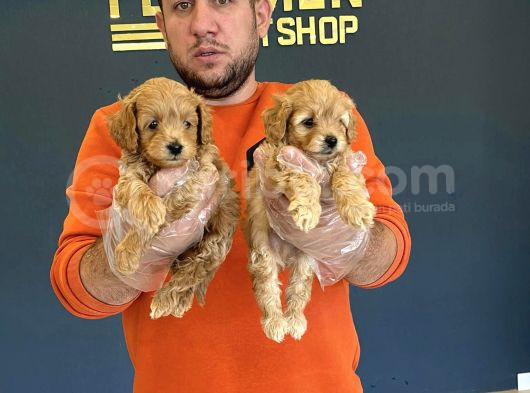 Mi̇ni̇ Mi̇ni̇ Orji̇nal Malti̇poo Yavrular Mağazamizda Görün görsel