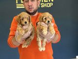 Mi̇ni̇ Mi̇ni̇ Orji̇nal Malti̇poo Yavrularimiz Mağazamizda