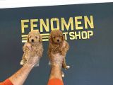 Mi̇ni̇ Mi̇ni̇ Orji̇nal Malti̇poo Yavrular Mağazamizda Görün