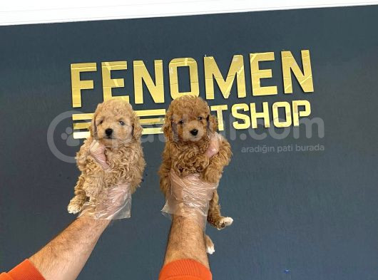 Mi̇ni̇ Mi̇ni̇ Orji̇nal Malti̇poo Yavrular Mağazamizda Görün görsel