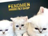 Renk Renk British Shorthair Yavrular Mağazamizda Görün
