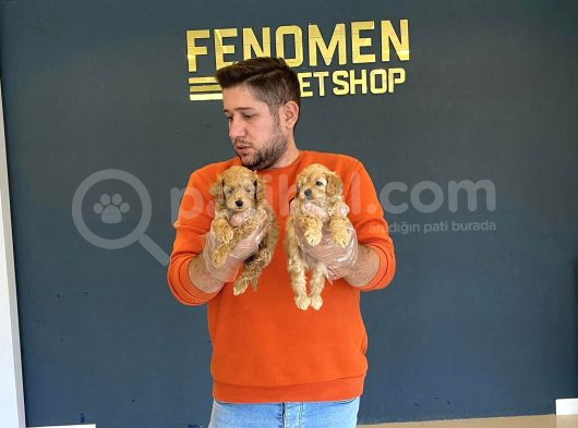 Mi̇ni̇ Mi̇ni̇ Orji̇nal Malti̇poo Yavrularimiz Mağazamizda görsel