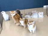 Renk Renk British Shorthair Yavrular Mağazamizda Görün