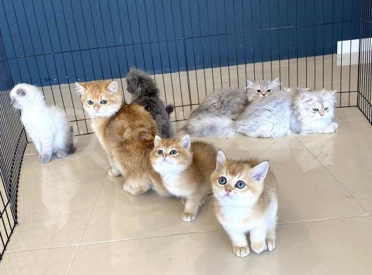 Renk Renk British Shorthair Yavrular Mağazamizda Görün görsel