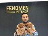 Mi̇ni̇ Mi̇ni̇ Orji̇nal Malti̇poo Yavrular Mağazamizda Görün