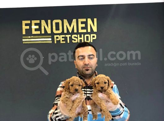 Mi̇ni̇ Mi̇ni̇ Orji̇nal Malti̇poo Yavrular Mağazamizda Görün görsel