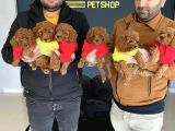 Orji̇nal Toy Poodle Yavrular Mağazamizda Canli Görün