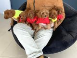 Orji̇nal Toy Poodle Yavrular Mağazamizda Canli Görün