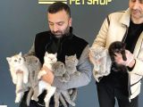 Renk Renk British Shorthair Yavrular Mağazamizda Görün
