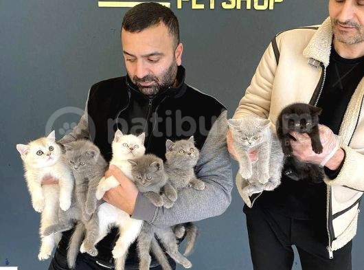 Renk Renk British Shorthair Yavrular Mağazamizda Görün görsel