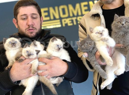 Renk Renk British Shorthair Yavrular Mağazamizda Görün görsel