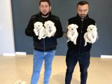 Kar Beyaz Maltese Terri̇er Yavrularimiz Güncel Ankara